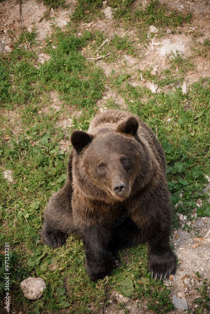 Majestic Brown Bear Resting Gracefully in Natural Habitat on Lush Green Grass Majestic Brown Bear Resting Gracefully in Natural Habitat on Lush Green Grass