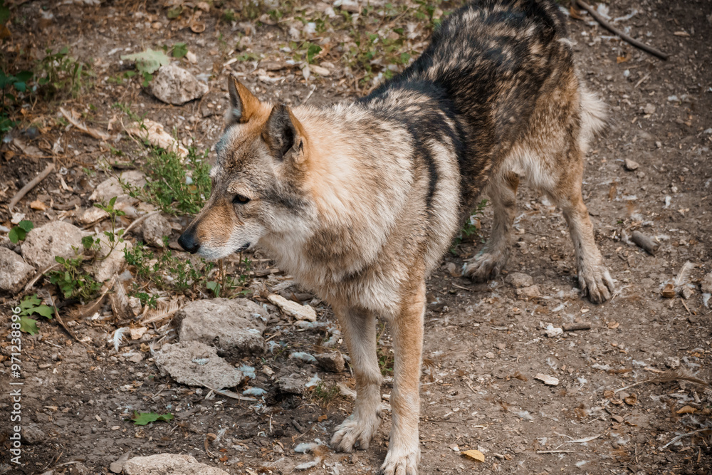 Majestic Wild Wolf in Natural Habitat Portrait Majestic Wild Wolf in Natural Habitat Portrait