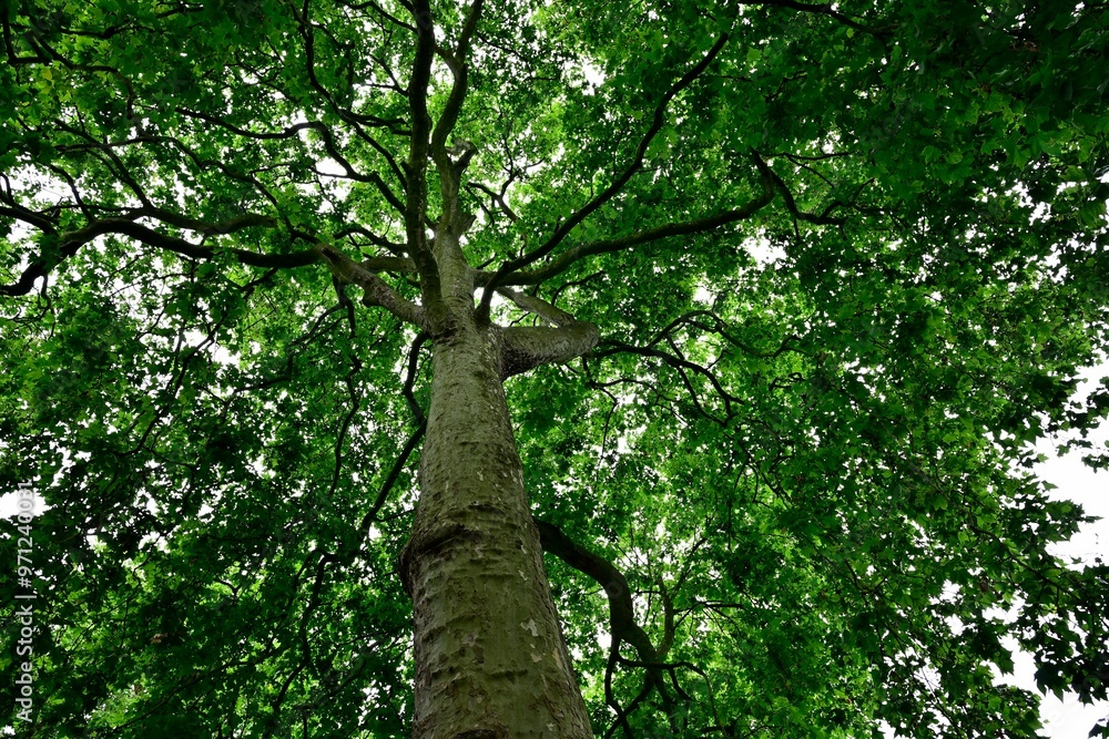 Fototapeta premium View from below of a tree canopy with green leaves.