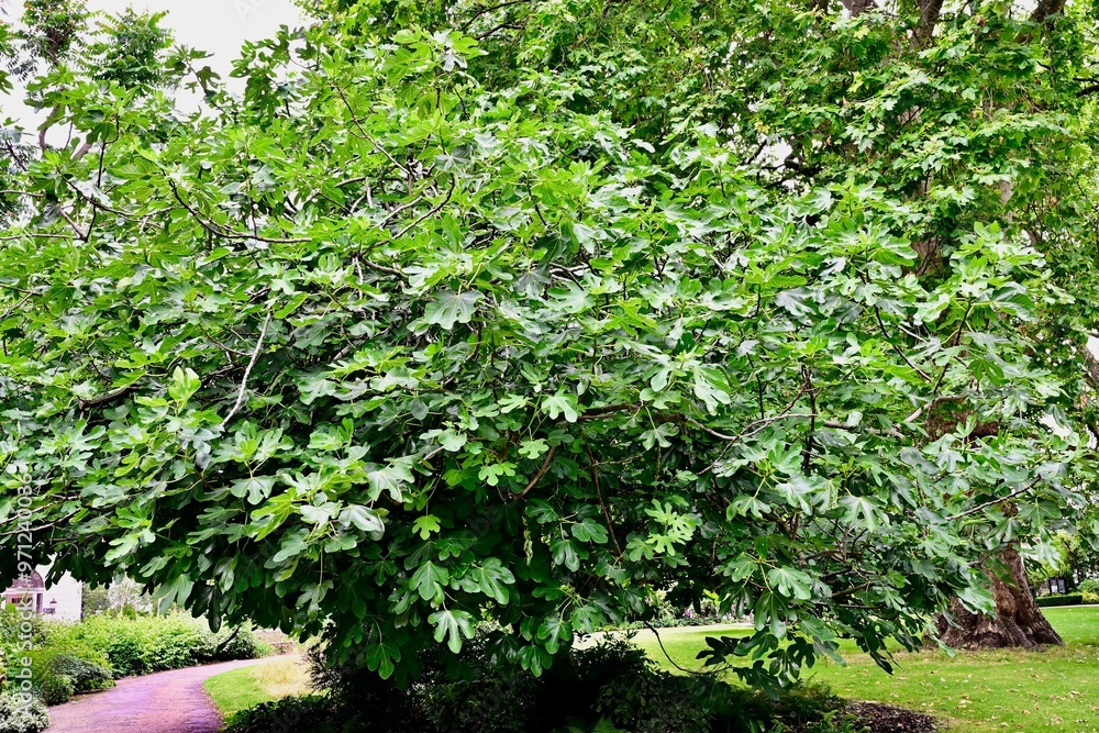 Lush fig tree in a park Lush fig tree in a park