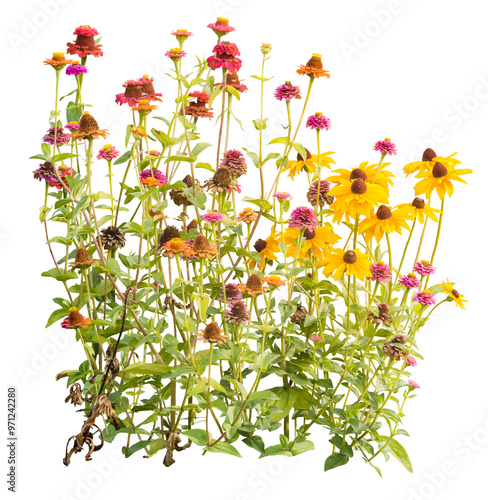 A group of blooming garden flowers, zinnia rudbeckia, isolated on a transparent background, cut from a photography