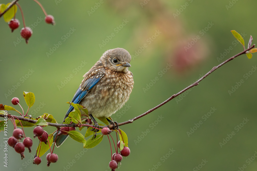 A young Eastern Bluebird perches in the crabapple tree on a late summer day. Copy space to right of frame. A young Eastern Bluebird perches in the crabapple tree on a late summer day. Copy space to right of frame.