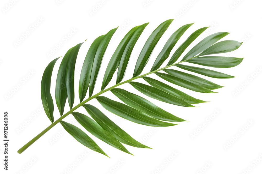 Tropical lush green leaf of palm tree isolated on transparent or white background, png Tropical lush green leaf of palm tree isolated on transparent or white background, png