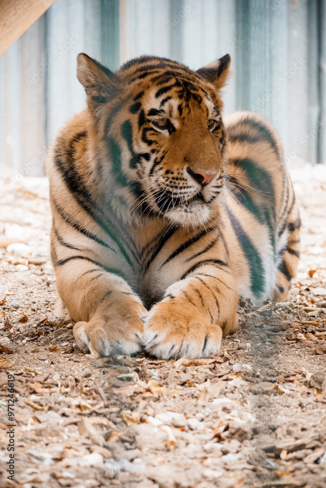 Obraz premium Majestic Tiger Resting Serenely on Forest Floor Displaying Striking Patterns and Natural Beauty