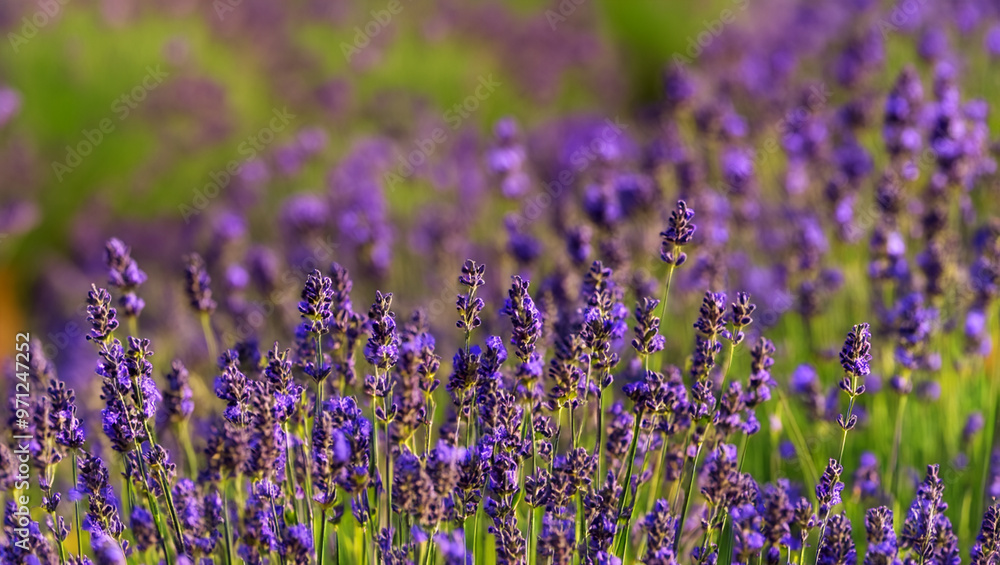 Obraz premium Lavender Field in Bloom