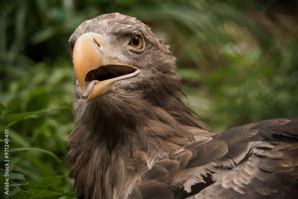 Fototapeta premium Majestic Portrait of a Wild Eagle in Lush Greenery