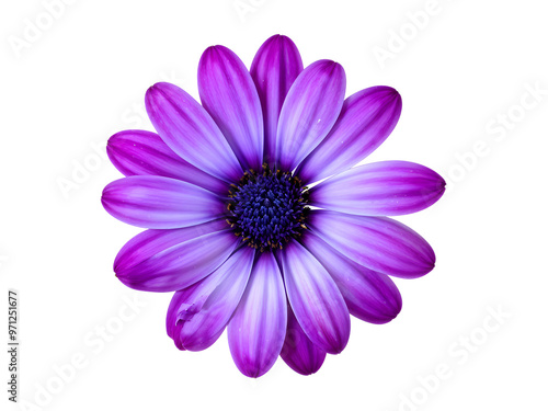 blue osteospermum daisy flower isolated on transparent with clipping path
