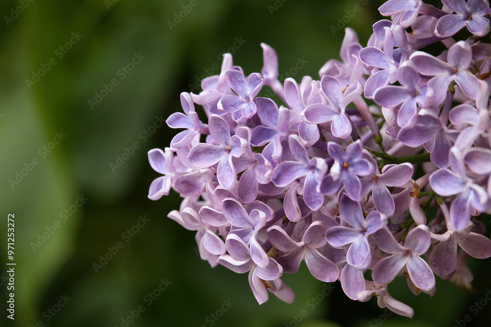 Purple lilacs against green leaves on a spring day in Rerik, Germany. Purple lilacs against green leaves on a spring day in Rerik, Germany.