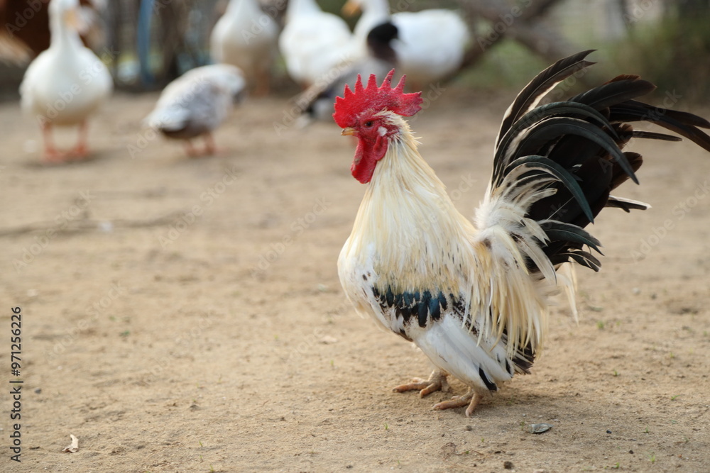 Fototapeta premium Young Bantam Chicken