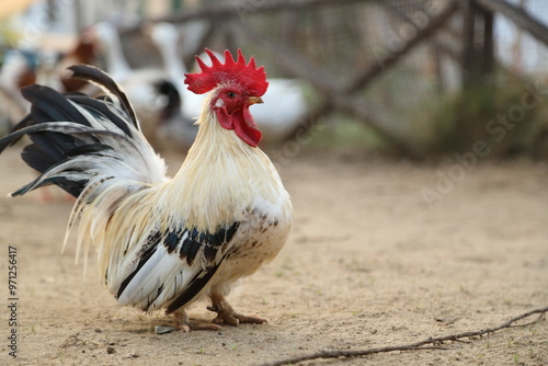 Young Bantam Chicken