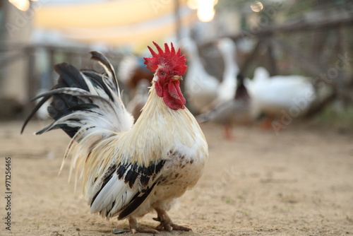 Young Bantam Chicken