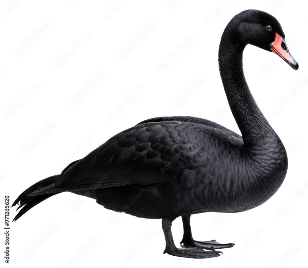 Fototapeta premium Animal goose bird swan.