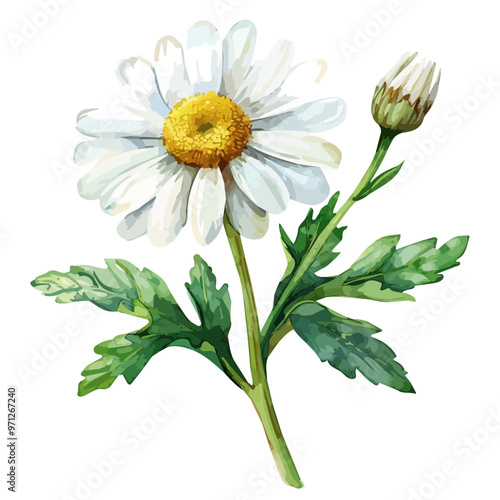 Watercolor illustration of Feverfew plant, isolated on a white background, and Feverfew vector