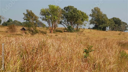 A landscape view with a group of people walking across a dry meadow named 