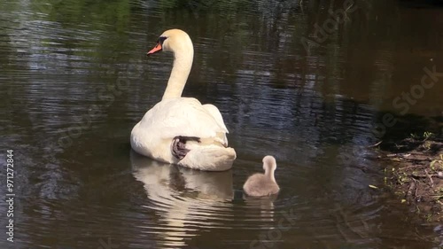Early morning of white swans with two chicks aged seven days.