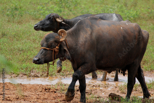 Wallpaper Mural close up shot of buffalo italian buffalo and indian buffalo	 Torontodigital.ca