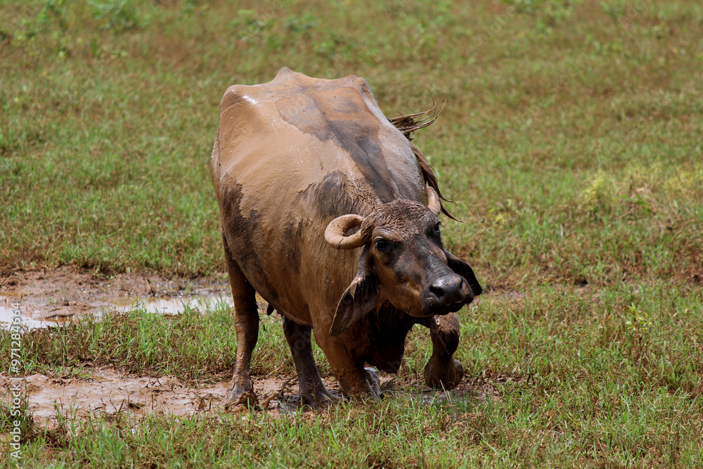 close up shot of buffalo italian buffalo and indian buffalo close up shot of buffalo italian buffalo and indian buffalo