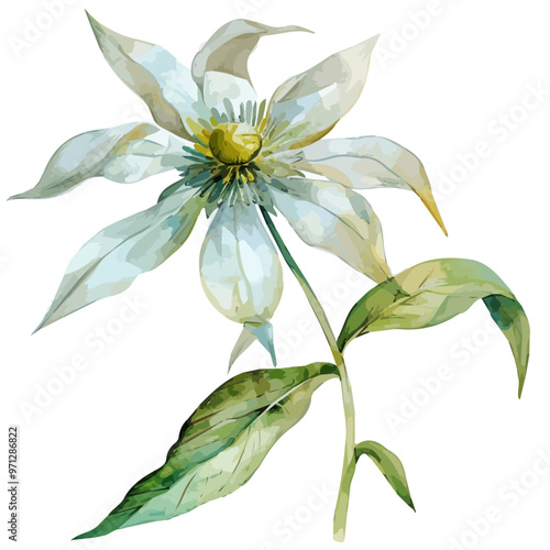 Watercolor clipart of Flannel flower, isolated on a white background, and Flannel vector photo