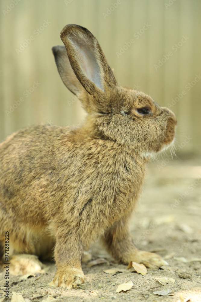 Fototapeta premium Rabbits in Farm