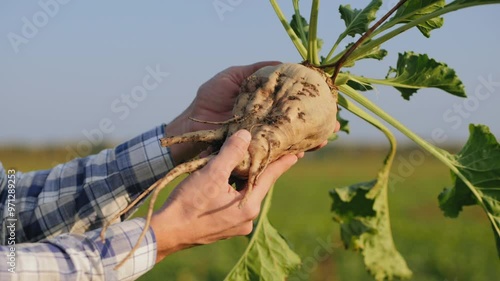 Close-up shot of ripe sugar beet in woman's hands. The cultivation of sugar beet