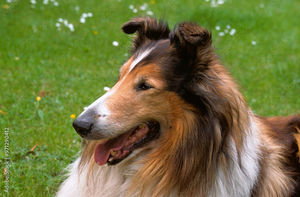 Chien, race Collier à poil long ou Berger d'Ecosse Chien, race Collier à poil long ou Berger d'Ecosse
