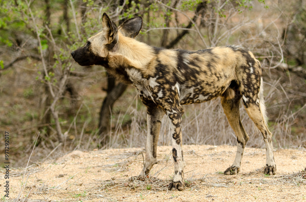 Fototapeta premium Lycaon, Lycaon pictus, Parc national Kruger, Afrique du Sud