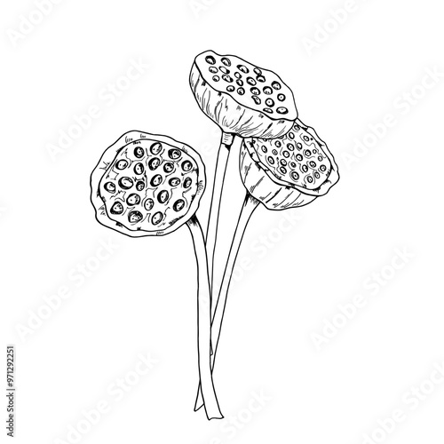 Lotus seed head bouquet. Tropical aquatic Water Lily pods painted by black inks. Dried oriental exotic flower vector botanical illustration for cosmetic, ayurveda products