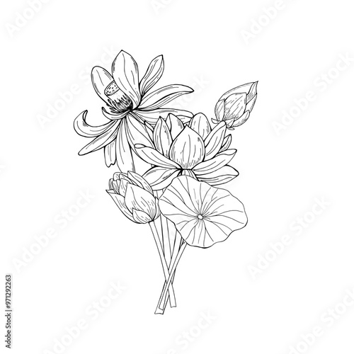 Monochrome blooming lotus bouquet vector illustration painted by black inks. Transparent water lilies among leaves etching drawing. For cosmetics packaging, stationery