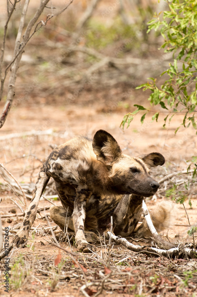 Lycaon, Lycaon pictus, Parc national Kruger, Afrique du Sud Lycaon, Lycaon pictus, Parc national Kruger, Afrique du Sud