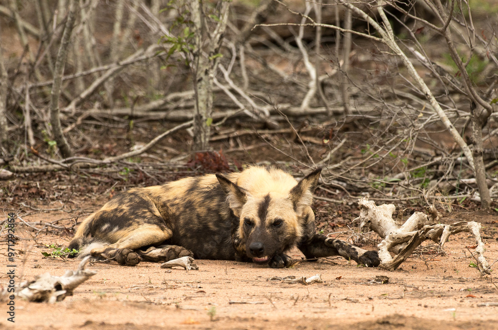 Lycaon, Lycaon pictus, Parc national Kruger, Afrique du Sud Lycaon, Lycaon pictus, Parc national Kruger, Afrique du Sud