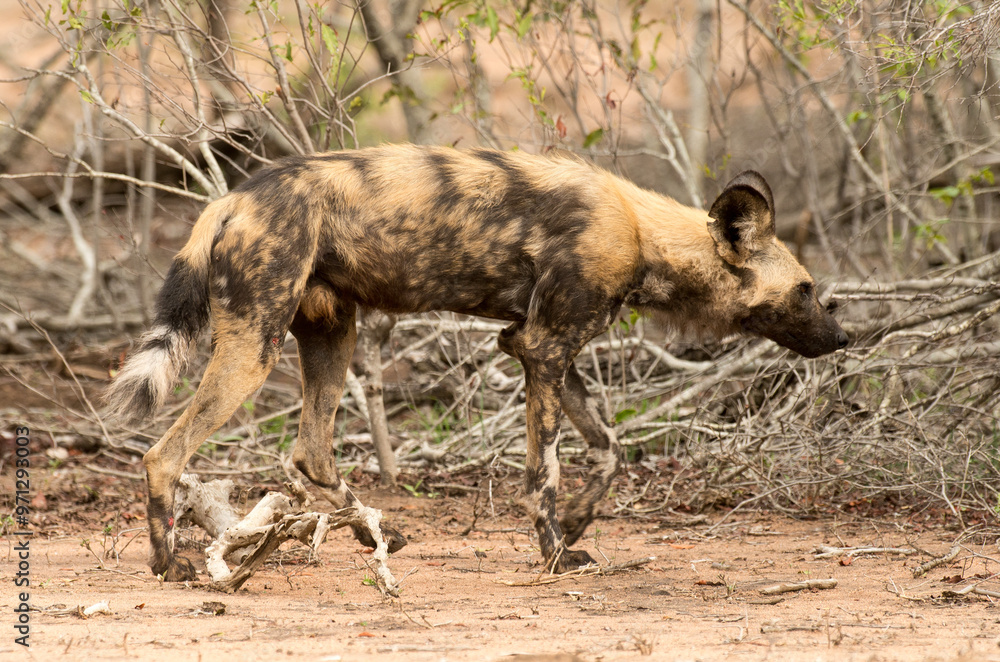Lycaon, Lycaon pictus, Parc national Kruger, Afrique du Sud Lycaon, Lycaon pictus, Parc national Kruger, Afrique du Sud