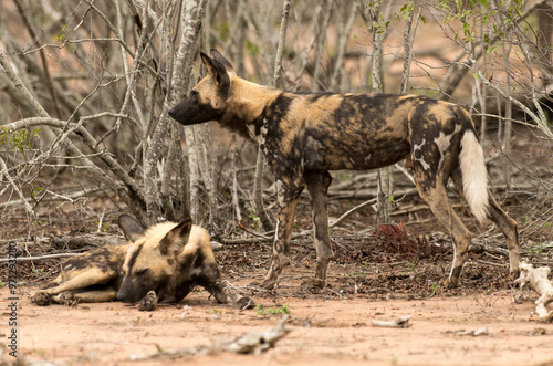 Lycaon, Lycaon pictus, Parc national Kruger, Afrique du Sud