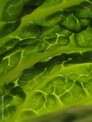 cabbage