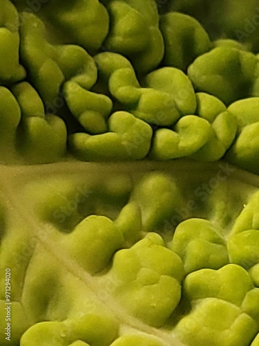 cabbage