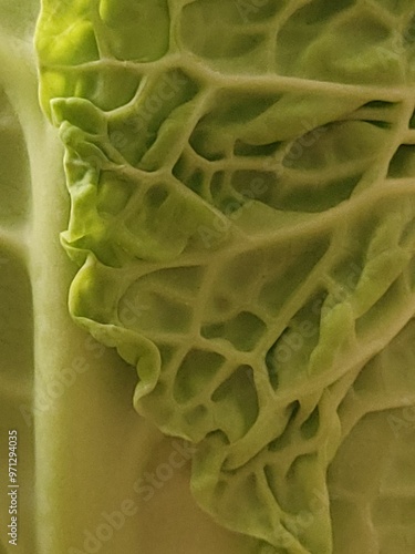 cabbage