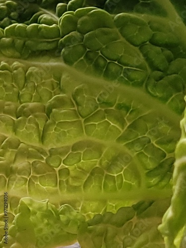 cabbage