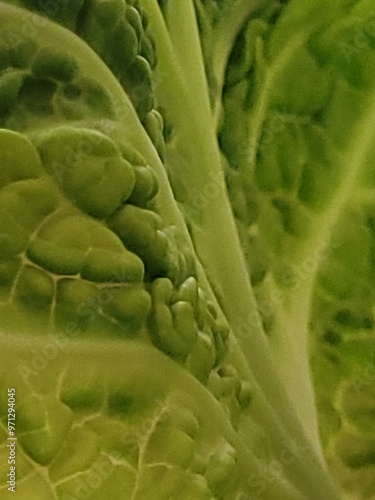 cabbage