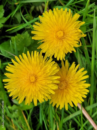 dandelion