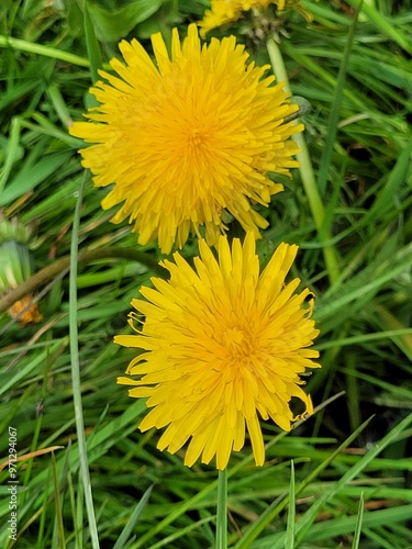 dandelion