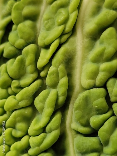 cabbage
