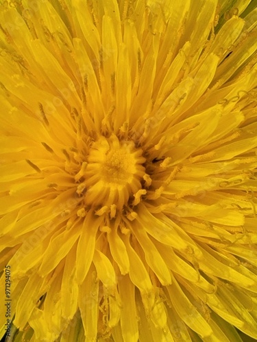 dandelion