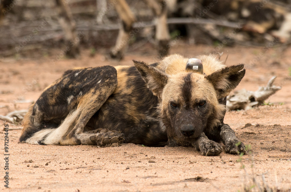 Lycaon, Lycaon pictus, Parc national Kruger, Afrique du Sud Lycaon, Lycaon pictus, Parc national Kruger, Afrique du Sud