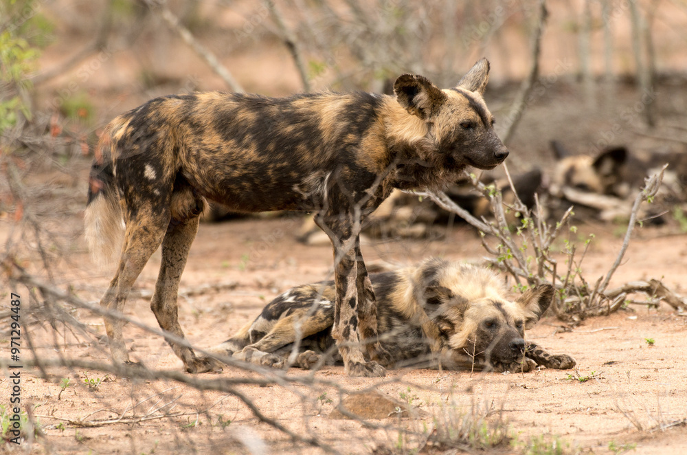 Lycaon, Lycaon pictus, Parc national Kruger, Afrique du Sud Lycaon, Lycaon pictus, Parc national Kruger, Afrique du Sud