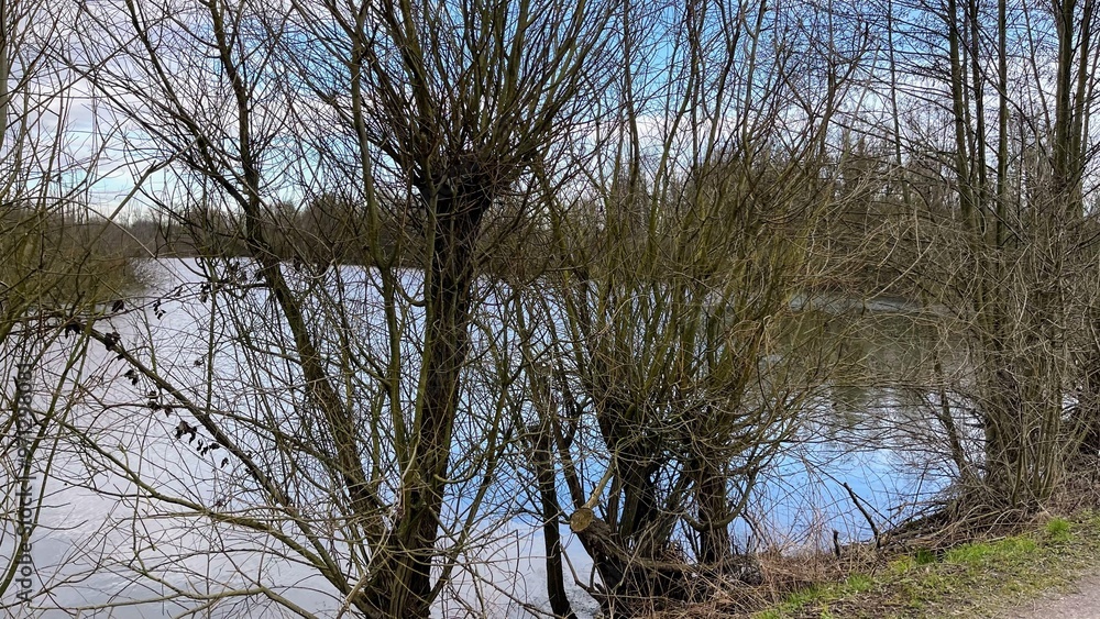 Fototapeta premium Rheinauen Winter