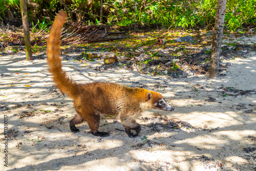 Coati coatis snuffling and search for food tropical jungle Mexico.