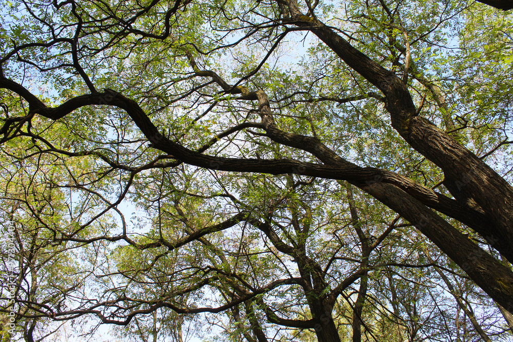 tree branches against blue sky, acacia trees in the forest, tree branches and sky tree branches against blue sky, acacia trees in the forest, tree branches and sky