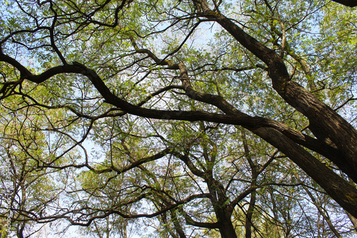 tree branches against blue sky, acacia trees in the forest, tree branches and sky 