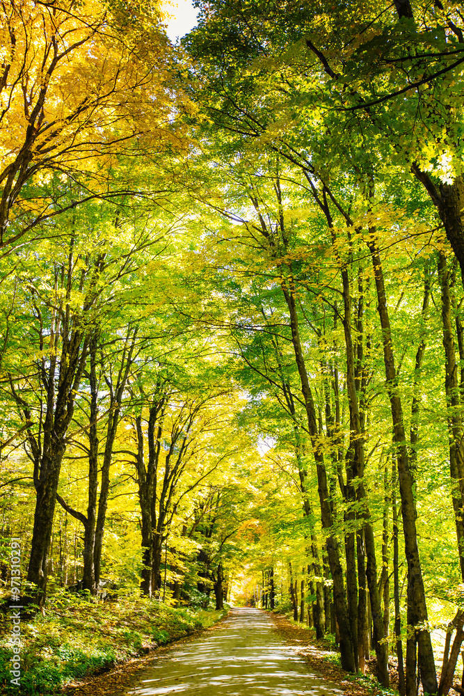 Obraz premium Autumn fall foliage leaves in the Vermont countryside. along a country road. Colorful trees and forests in the changing seasons of New England.
