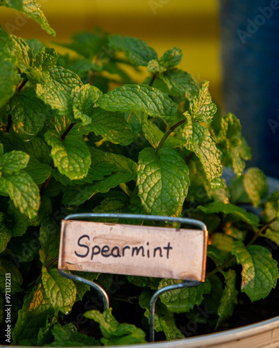 Mint plants growing in colorful pots.
