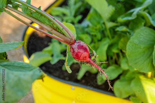 A freshly pulled radish grown in a colorful metal raised garden bed.